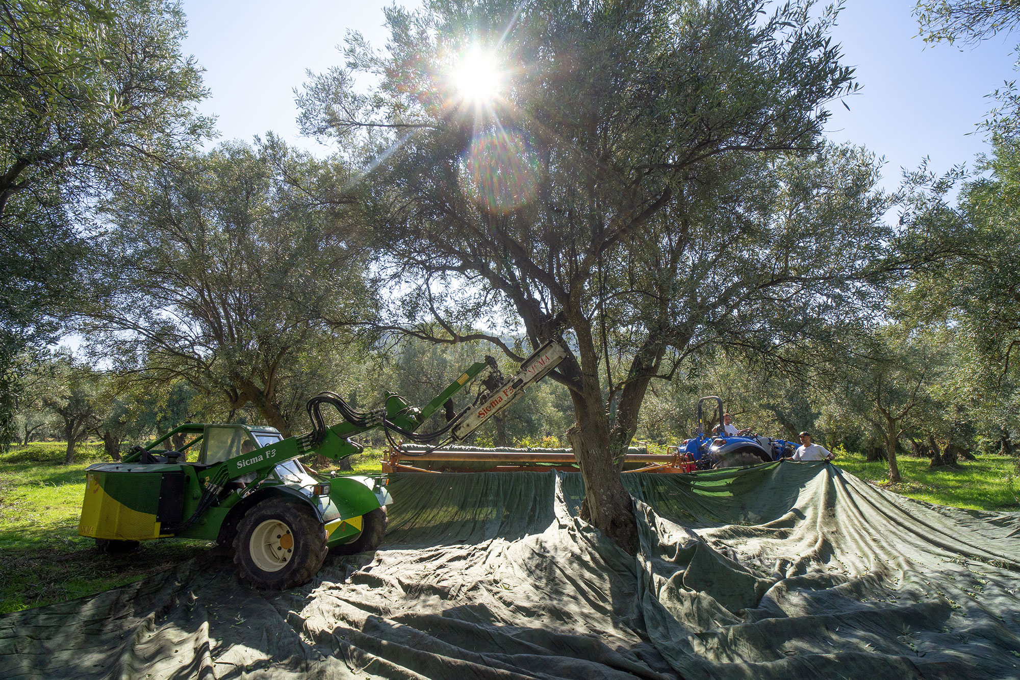harvestig of olives in europe with a tractor