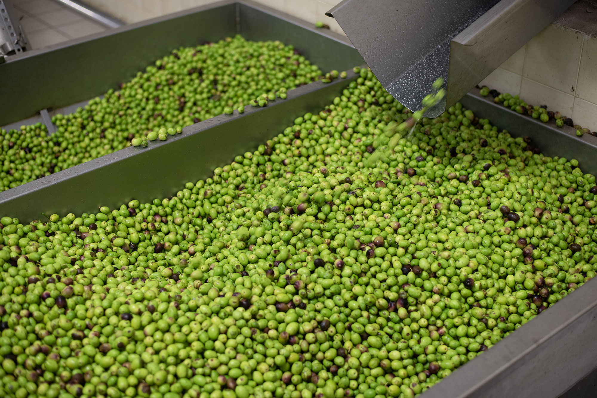 pure olives from europe, italy