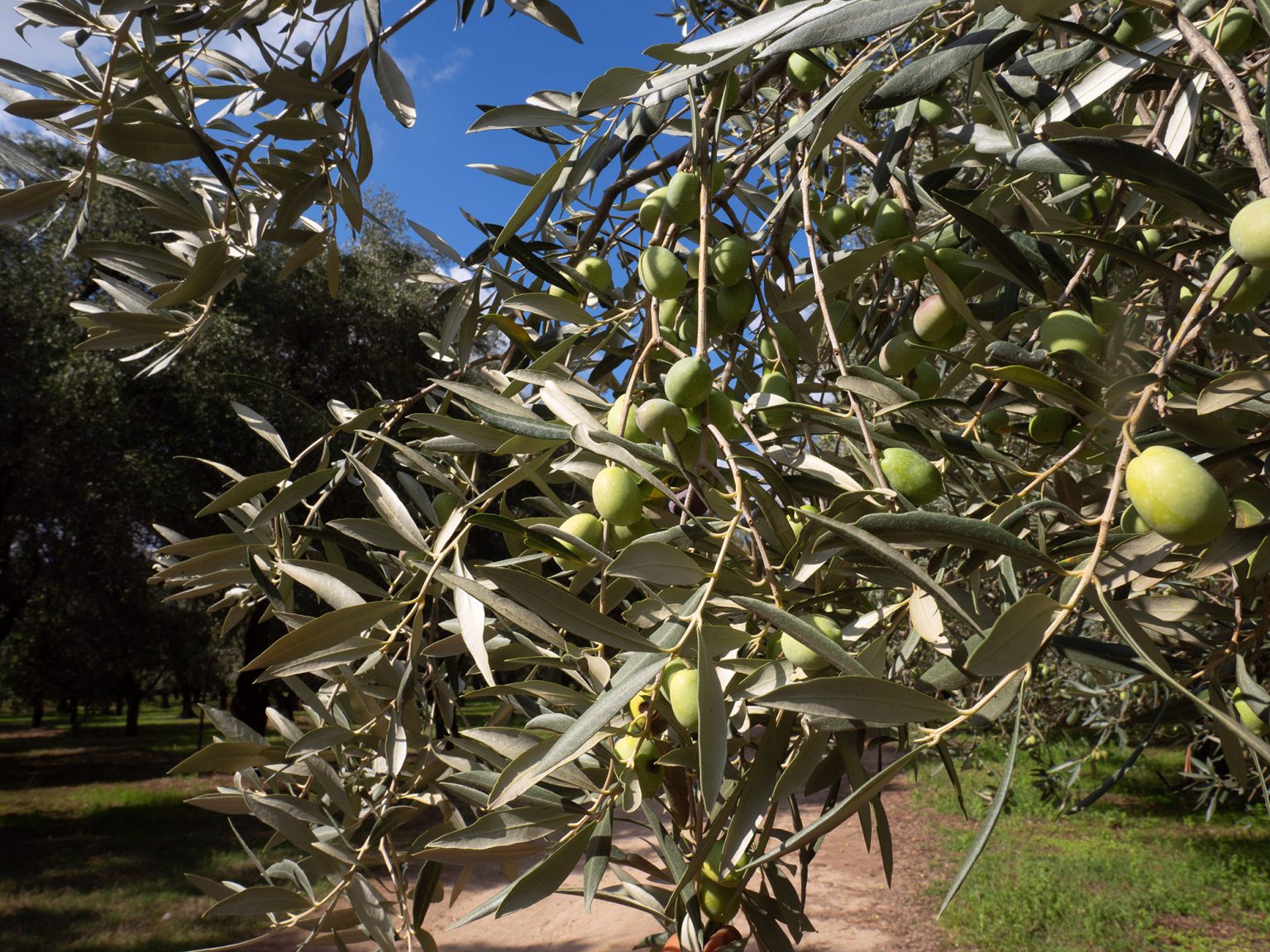 olive tree frome italy, europe