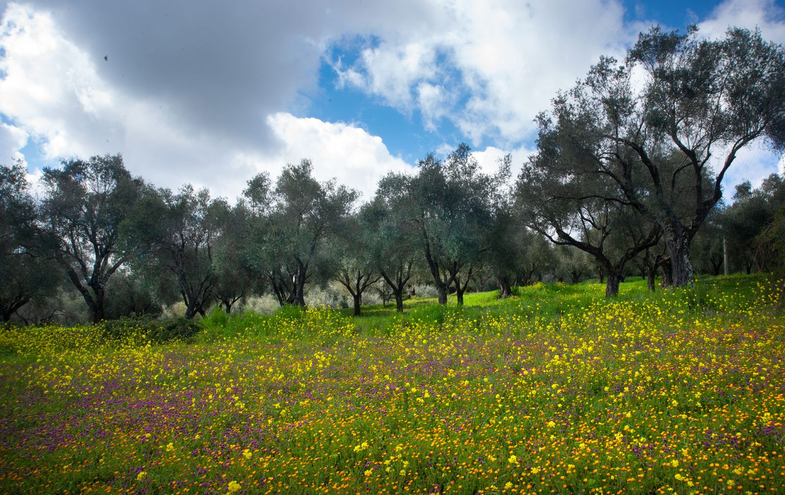 olio pata european olive trees in italy